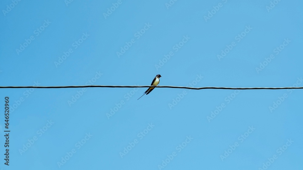 Lonely bird swallow on the wires against the blue sky. Lonely bird swallow on the wires against the blue sky.