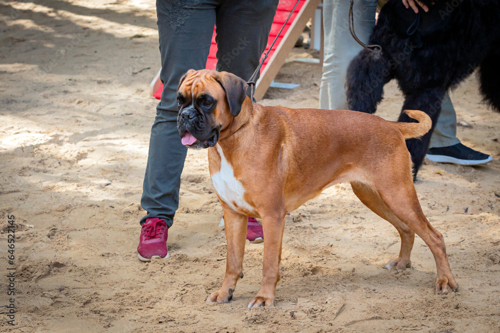 A dog of the German Boxer breed at a dog show.
