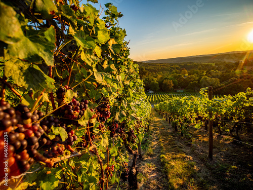 Weinberg im Herbst