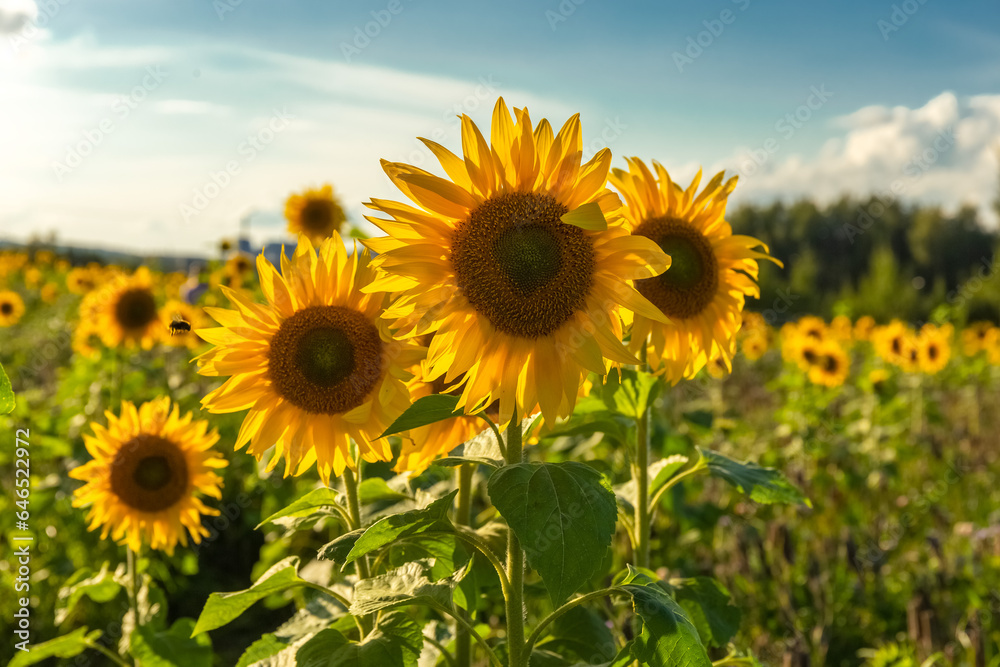 Sunflower field. Yellow sunflower flowers on the background of the field. Close-up. Photo