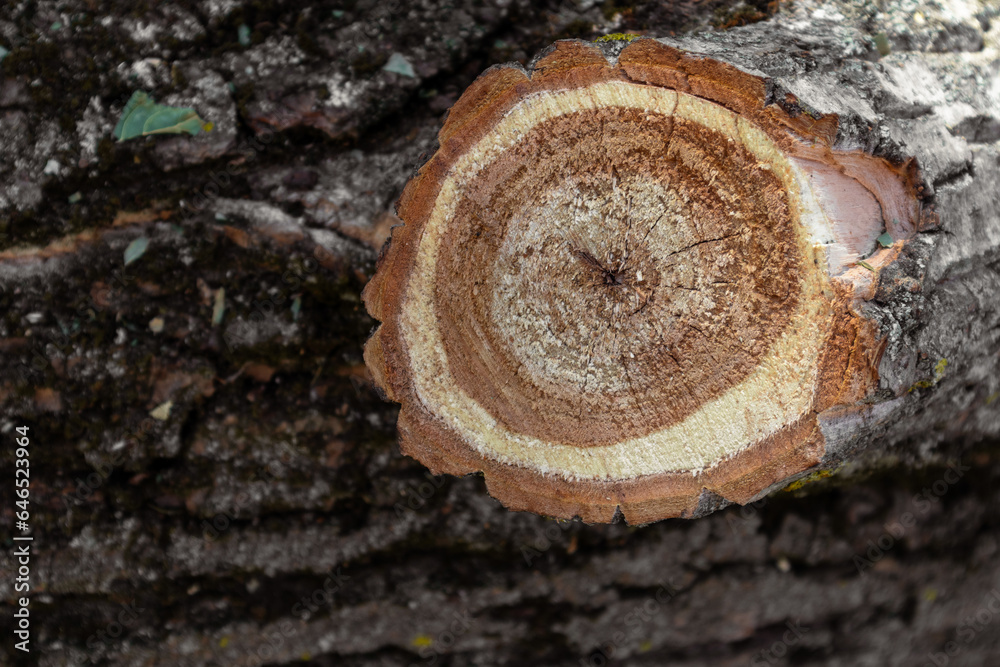 A sawed branch on a fallen tree. Deforestation concept A sawed branch on a fallen tree. Deforestation concept