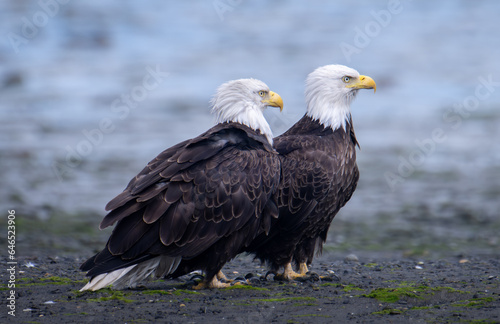 American Bald Eagles