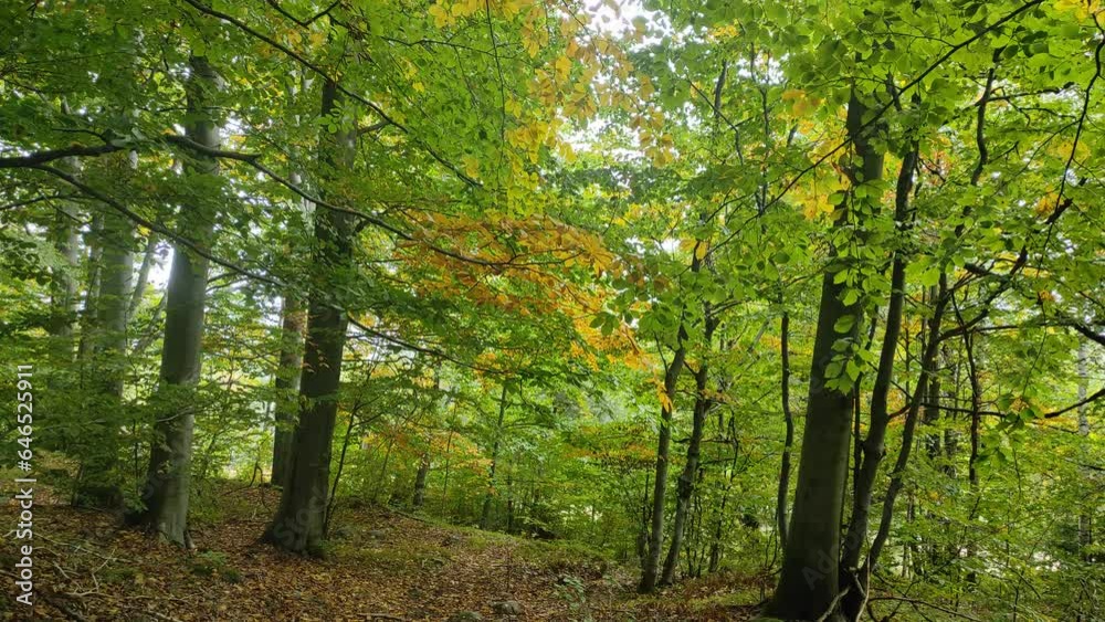 path in the autumn forest strewn with fallen leaves. light wind sways the branches of trees. little rain in the mountains path in the autumn forest strewn with fallen leaves. light wind sways the branches of trees. little rain in the mountains