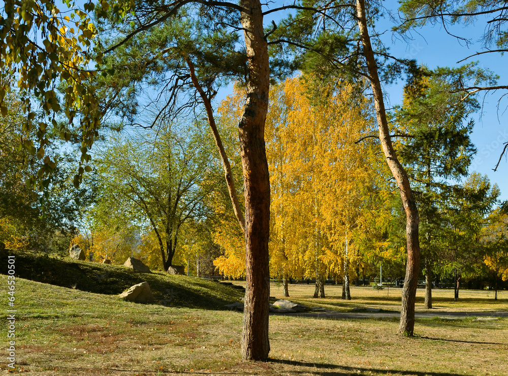 Tree trunks in an autumn park on a sunny day