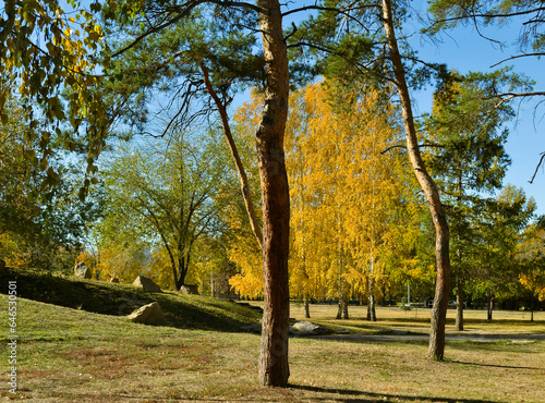Tree trunks in an autumn park on a sunny day