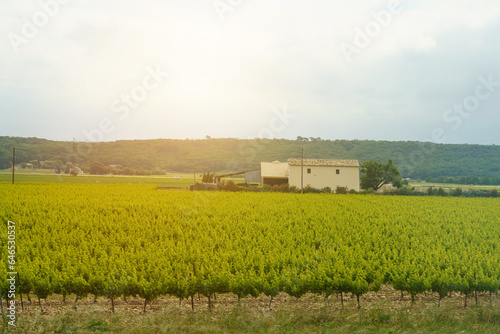 View of a field with vineyards and farm buildings in the rays of the setting sun in the south of France.