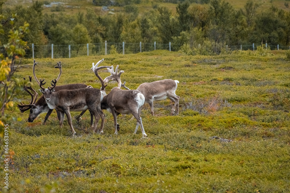 Herd of wild reindeer in the tundra of Norway Herd of wild reindeer in the tundra of Norway