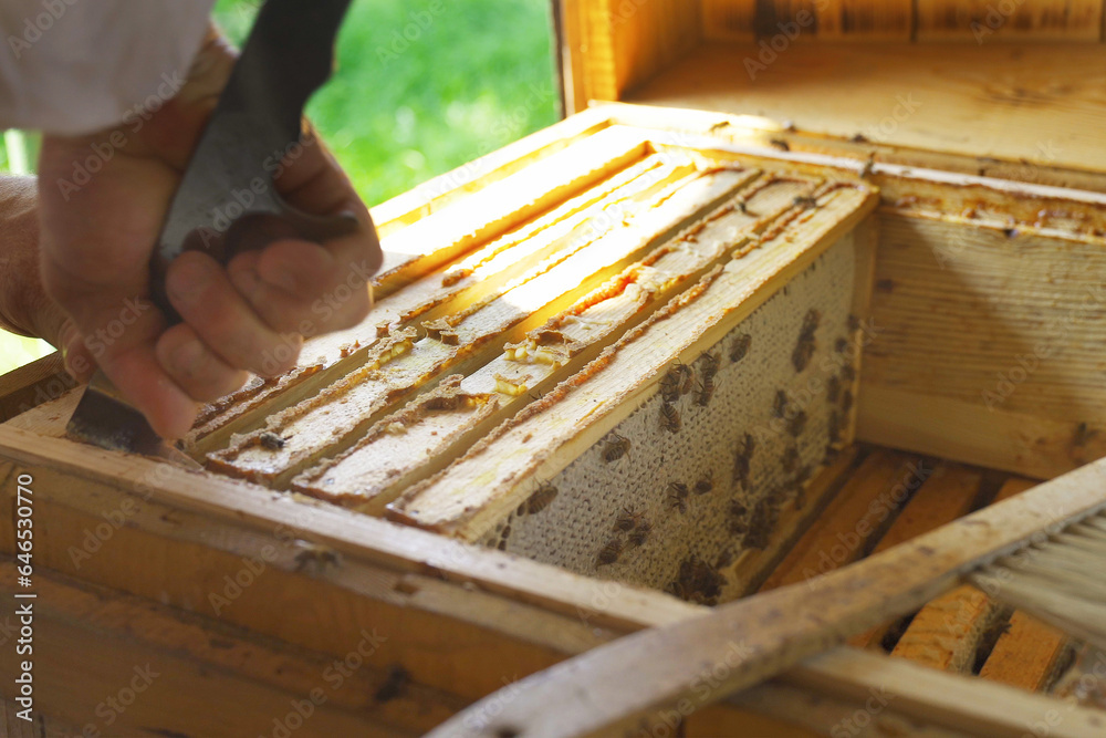 The beekeeper takes out a nest frame with honey and bees from the hive. The beekeeper takes out a nest frame with honey and bees from the hive.
