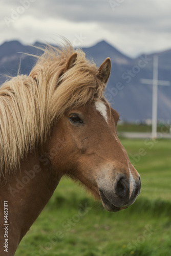 Icelandic horse, brown, in a meadow in Iceland. Portrait