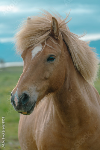 Icelandic horse, brown, in a meadow in Iceland. Portrait