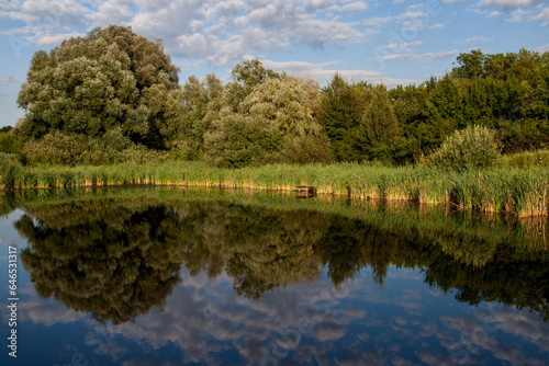 Summer tranquill water nature landscape