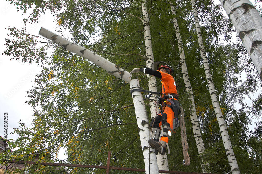 Tree surgeon. A man removes a birch tree Tree surgeon. A man removes a birch tree