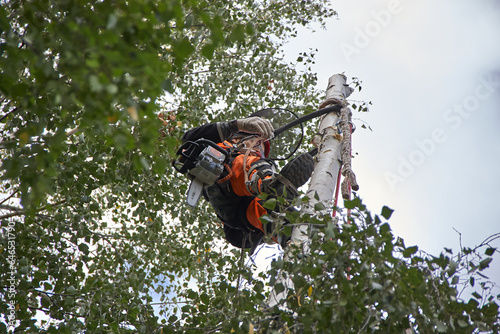 Tree surgeon. A man removes a birch tree