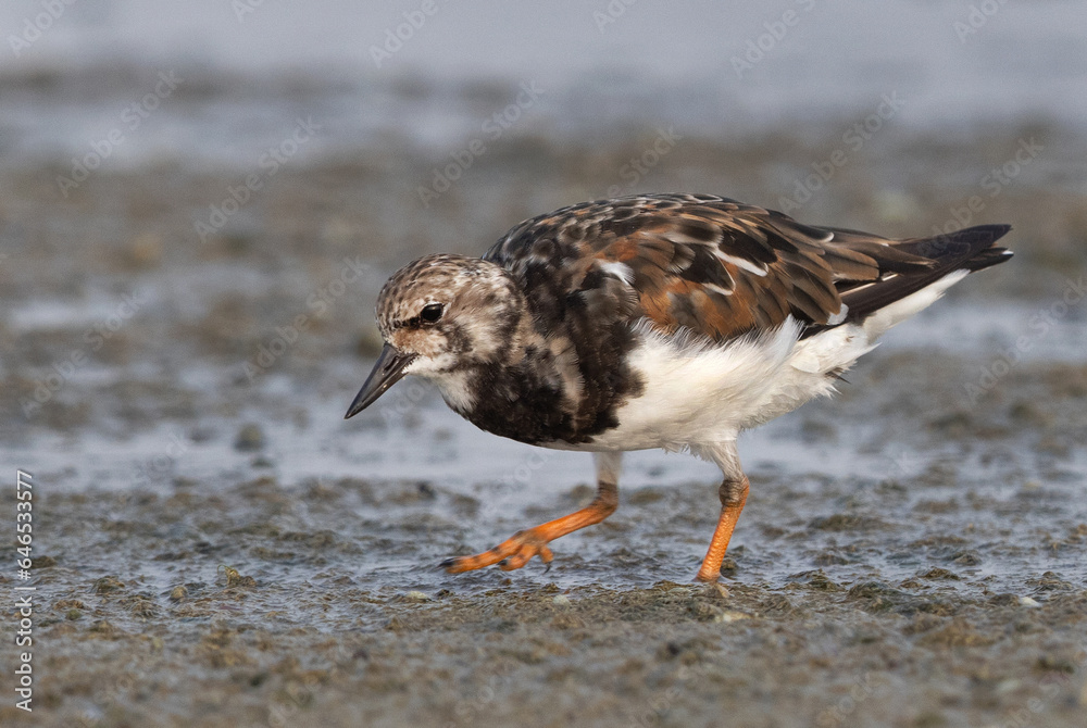 Ruddy Turnstone feeding at mameer creek, Bahrain Ruddy Turnstone feeding at mameer creek, Bahrain