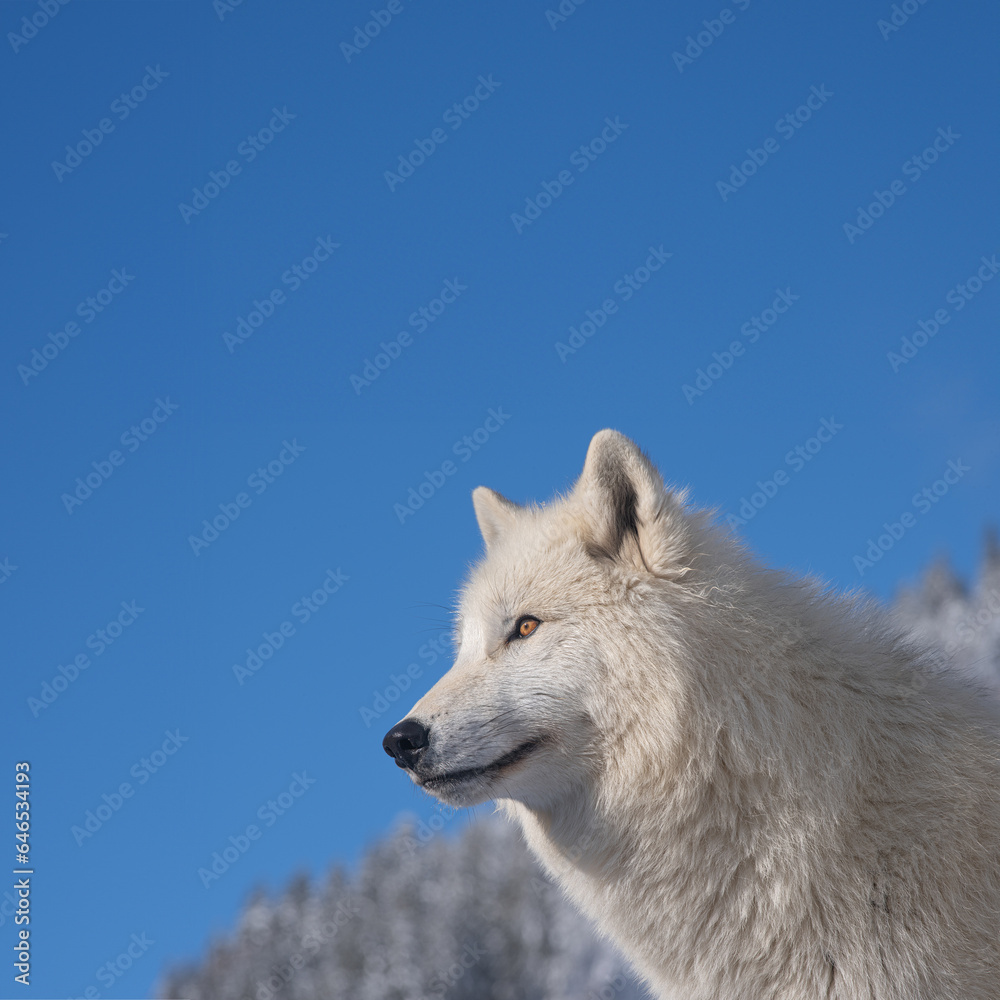 polar wolf against a background of blue sky and snowy forest polar wolf against a background of blue sky and snowy forest