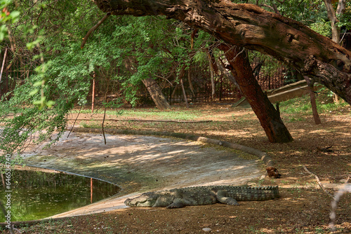 A crocodile is relaxing