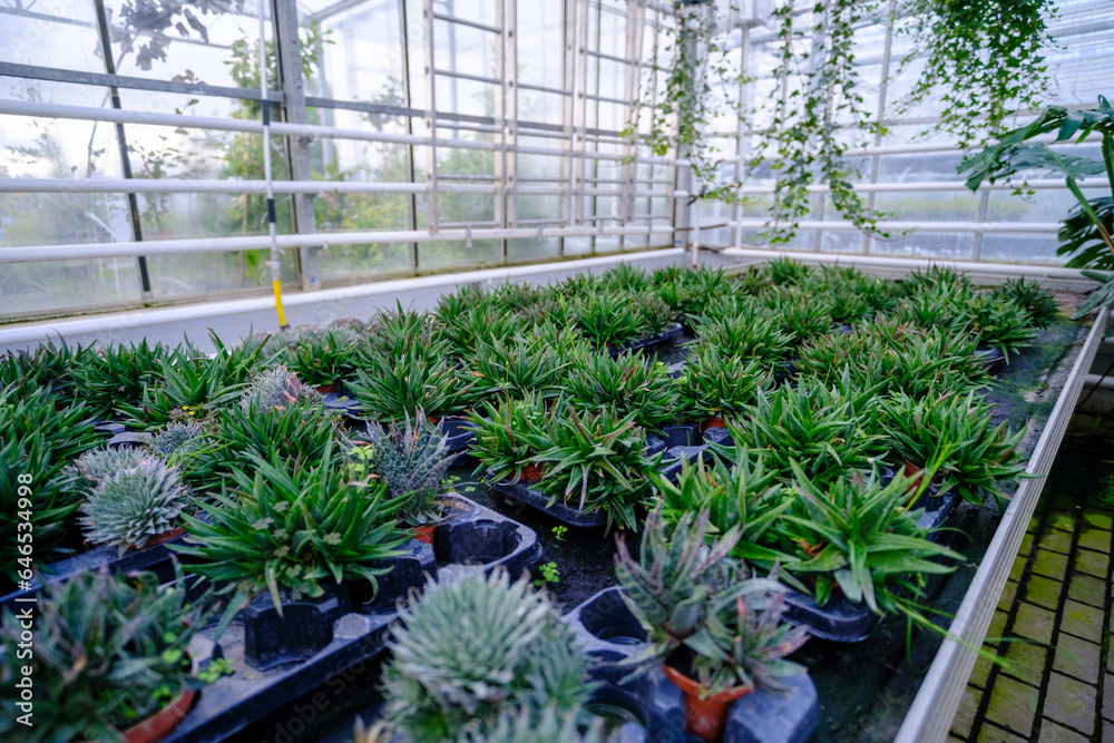Flowers in a modern greenhouse. Greenhouses for growing flowers. Floriculture industry. Ecological farm. Family business. Succulents in the greenhouse