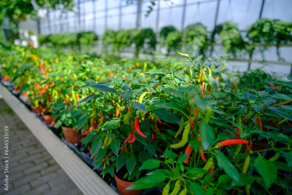 Flowers in a modern greenhouse. Greenhouses for growing flowers. Floriculture industry. Ecological farm. Family business. Potted red hot peppers Flowers in a modern greenhouse. Greenhouses for growing flowers. Floriculture industry. Ecological farm. Family business. Potted red hot peppers