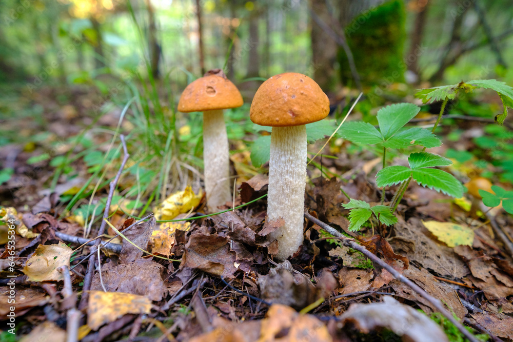 Mushroom in the forest.Mushroom -Boletus edulis in the forest.Little orange-cap boletus, aspen mushroom in the forest close-up Mushroom in the forest.Mushroom -Boletus edulis in the forest.Little orange-cap boletus, aspen mushroom in the forest close-up