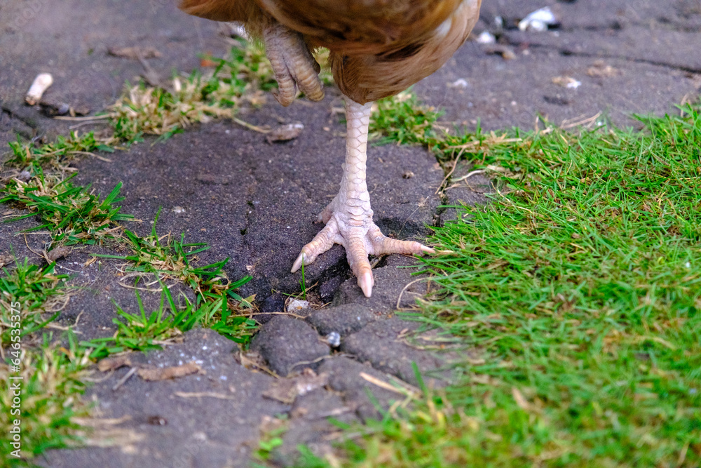 Obraz premium A brown chicken stands on one leg. A healthy diet. Rural idyll