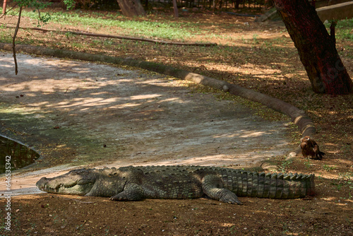 A crocodile is relaxing