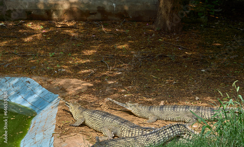 Three gharials are relaxing
