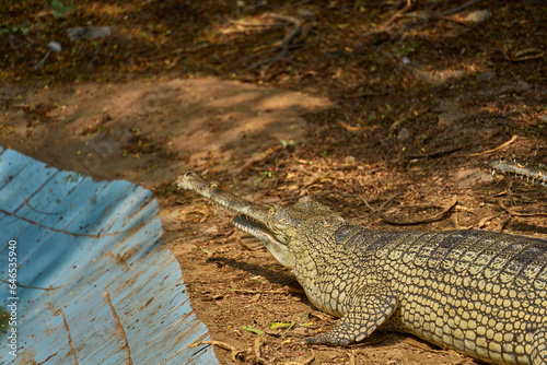 A gharial is relaxing