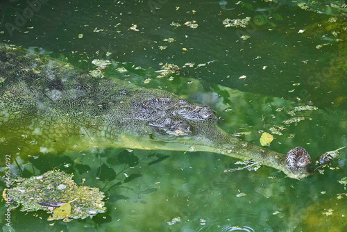 A gharial is swimming