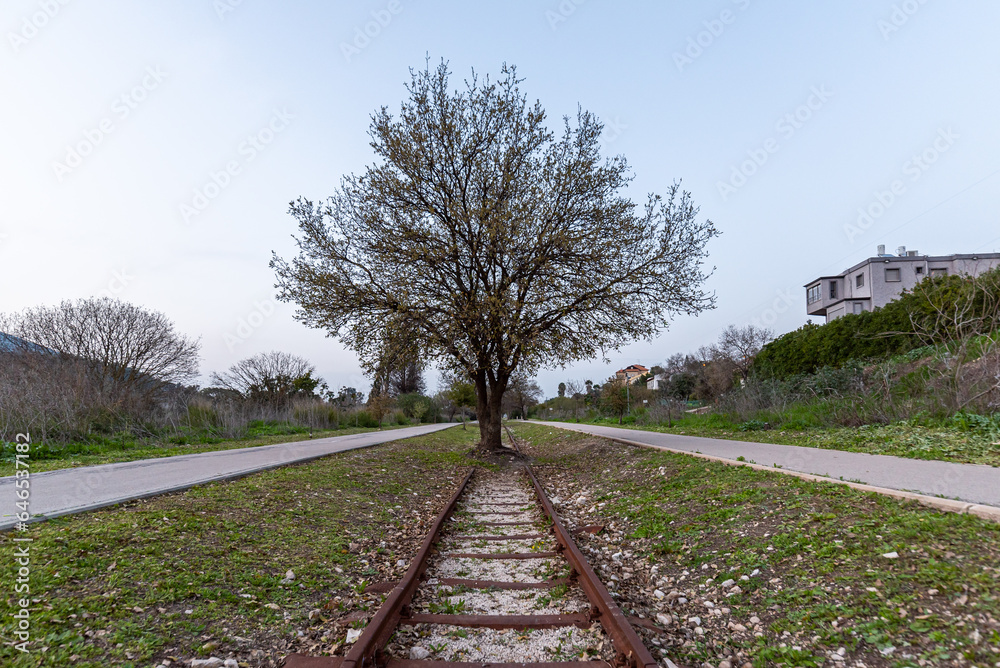 Tree growing in the middle of an abandoned railroad track from the Hejaz Railroad in El Roi, Israel
