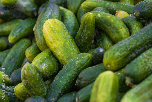 Healthy vegetables. Small pickled cucumbers - picklers on the counter for sale. Vegetable market.