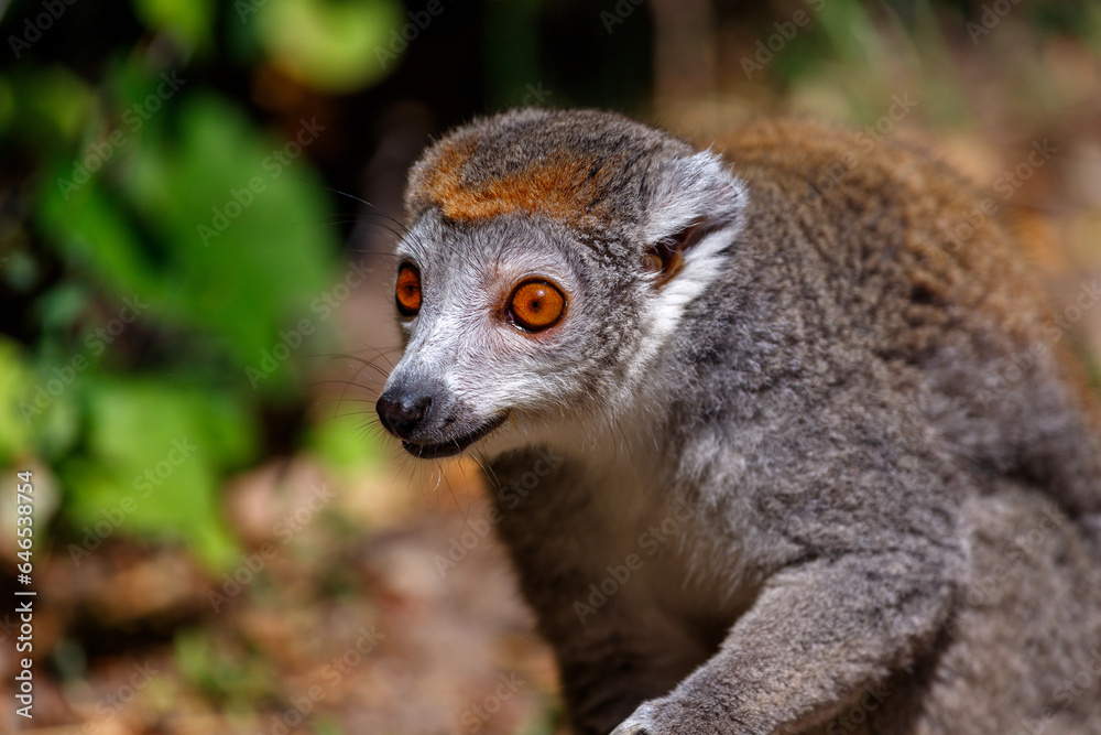 Portrait of female crowned lemur, Eulemur coronatus Portrait of female crowned lemur, Eulemur coronatus
