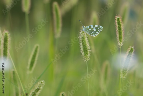 una farfalla pontia edusa su una spiga  © Simona