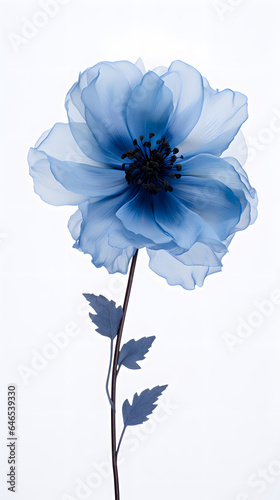 blue Flower on white background  nature  flowers  plant  plants  grow  bring your girl flowers