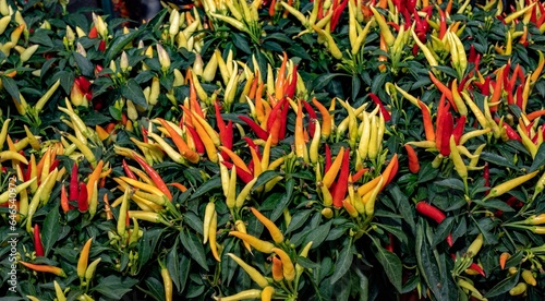 A cluster of anaheim hot peppers photo