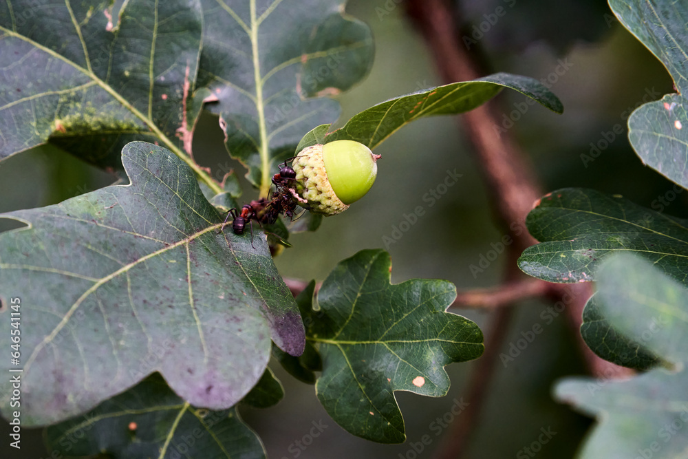 Obraz premium close-up of ants walking on a leaf and acorn on an oak tree
