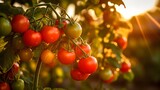 Close up tomatoes plant. Organic summer background with soft focus.