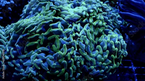 Saltwater Fish and Inhabitants of the Sea