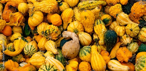 Photography Gizmo angle wing gords and mini pumpkins to be used in home decorating and Hallo