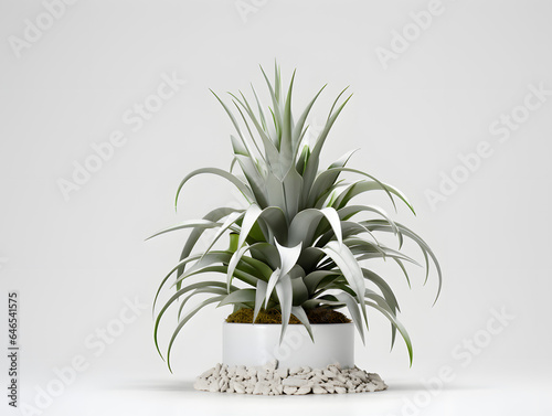 Houseplant on white background, plants, green, monstera, indoor housplants photo