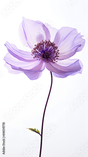 purple Flower on white background  nature  flowers  plant  plants  grow  bring your girl flowers