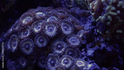 Saltwater Fish and Inhabitants of the Sea