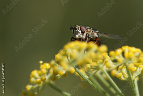 Mosca Linnaemya vulpina comiendo nectar sobre planta de hinojo mientras mira a cámara photo