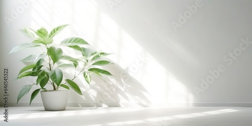 A green plant in a white pot, against a white wall, plenty of copy space, panoramic.