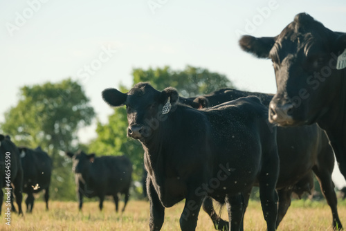 Black angus cattle in Texas ranch field during summer as cow herd.