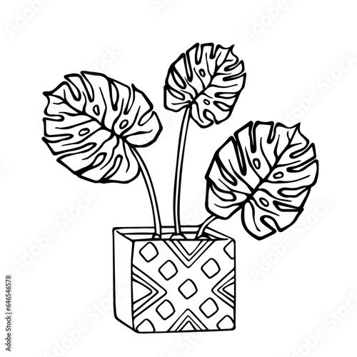 Linear sketch, coloring of a monstera in a flowerpot. Vector graphics.
