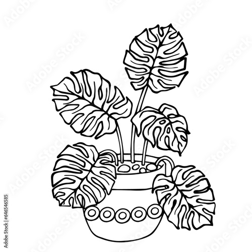 Linear sketch, coloring of a monstera in a flowerpot. Vector graphics.