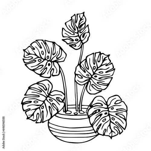 Linear sketch, coloring of a monstera in a flowerpot. Vector graphics.
