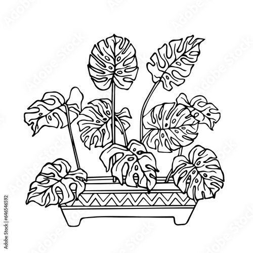 Linear sketch, coloring of a monstera in a flowerpot. Vector graphics.