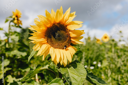 Beautiful bright summery sunflower with yellow petals, brown centre and bee in the middle, set in field of colourful flowers
