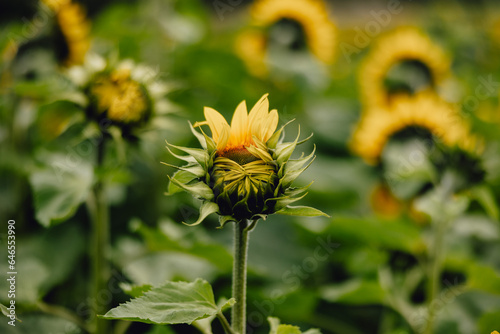 unusual half opened yellow and green sunflower amongst field of bright flowers